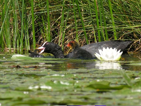 Furtnerteich