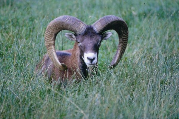 Naturlehrpfad im Alpenwildpark Pfänder