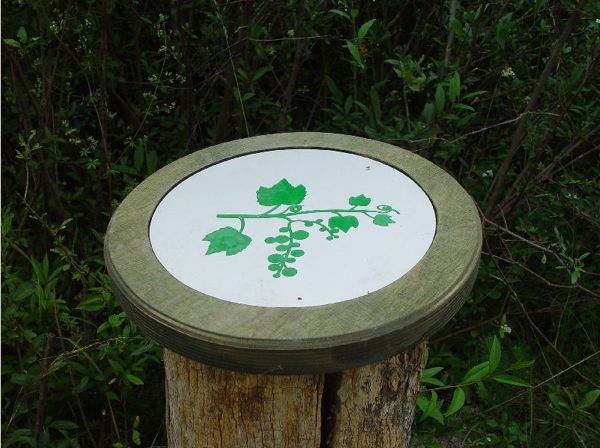 Naturlehrpfad Obere Lobau