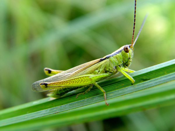 Lauchschrecke auf Blatthalm