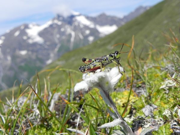 Nordische Gebirgsschrecke auf einer Almwiese