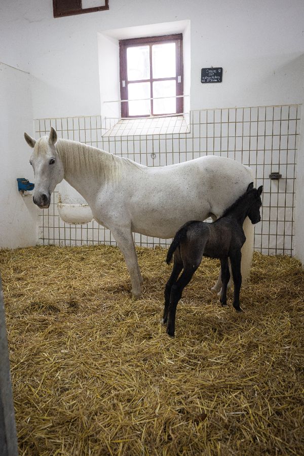 BM Totschnig besucht das Gestüt Piber