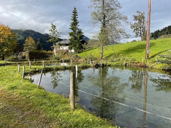 Teichanlage Fischzucht Leonhard Trixl