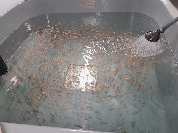 Fische