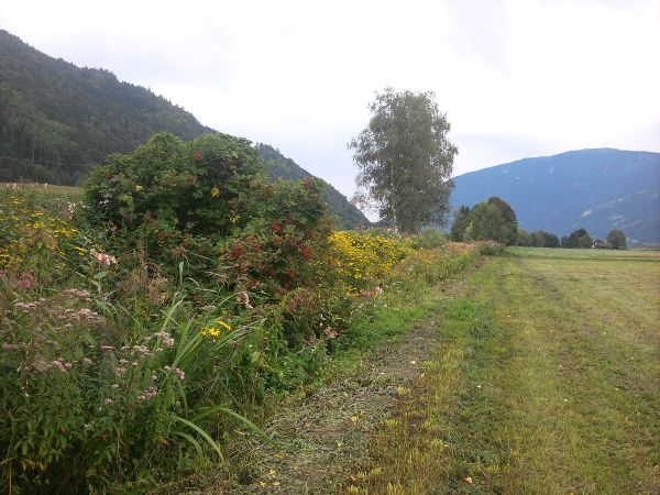 Uferrandstreifen, Landschaftselement
