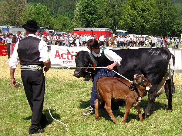 Tux-Zillertaler - Rinderrasse in der Maßnahme Seltene Landwirtschaftliche Nutztierrassen
