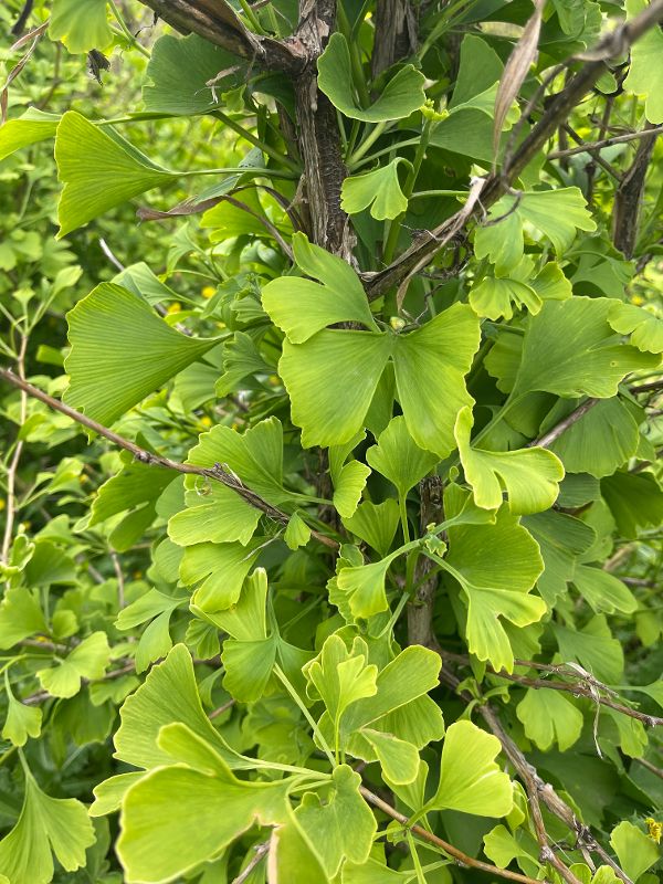 Ginkgo Pflanze