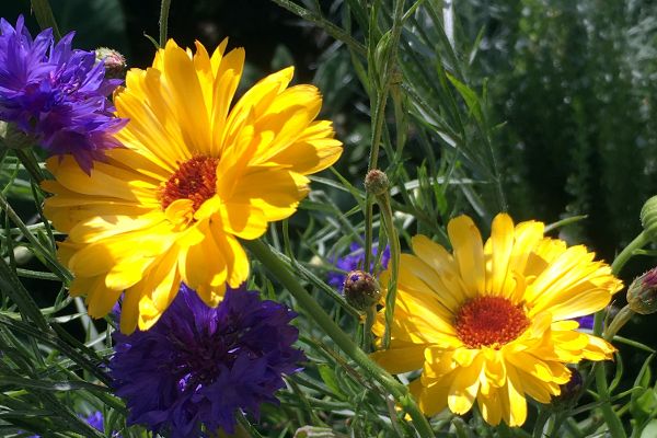 Blumen im Beet
