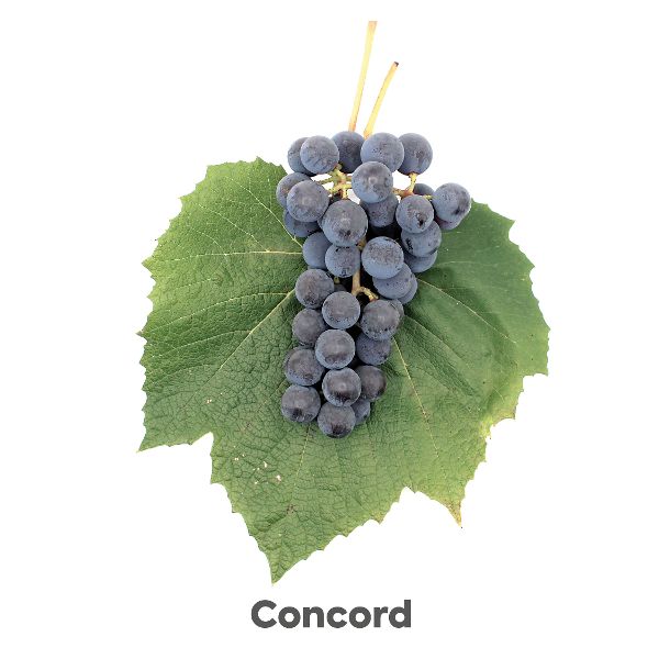 Uhudler Traube Concord