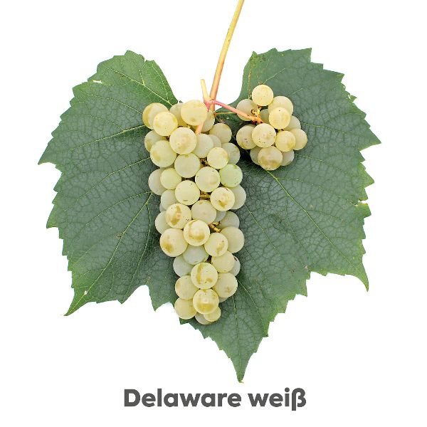 Uhudler Traube Delaware weiß