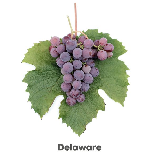 Uhudler Traube Delaware