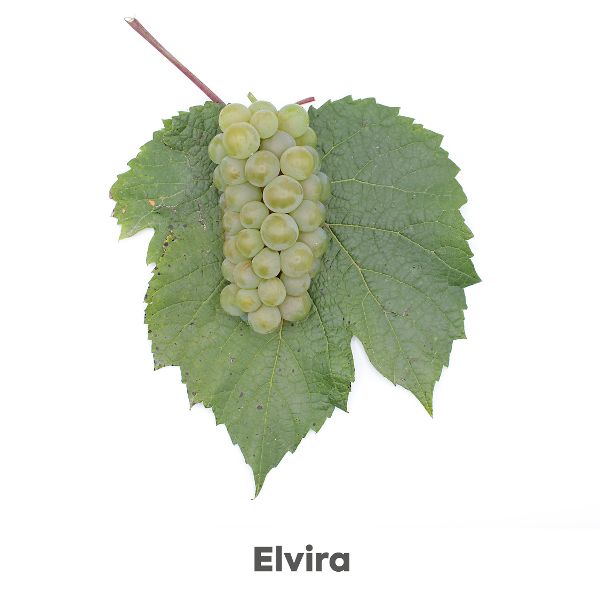 Uhudler Traube Elvira