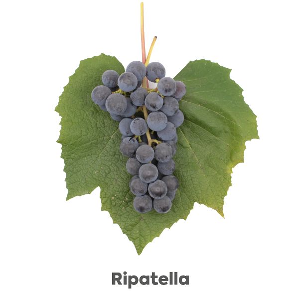Uhudler Traube Ripatella