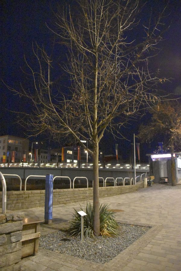 Ein Baum in einem Kiesbett