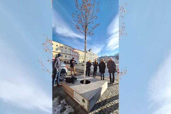 Baum am Martkplatz und Exkursionsteilnehmende darum