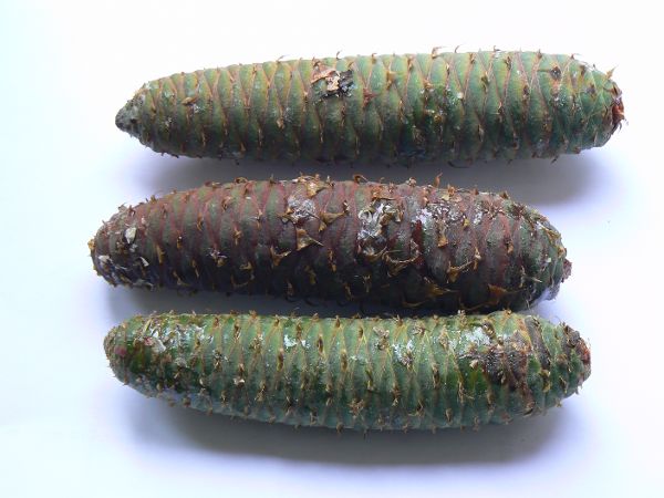 Drei Zapfen von Bäumen liegen auf einem weißen Untergrund.