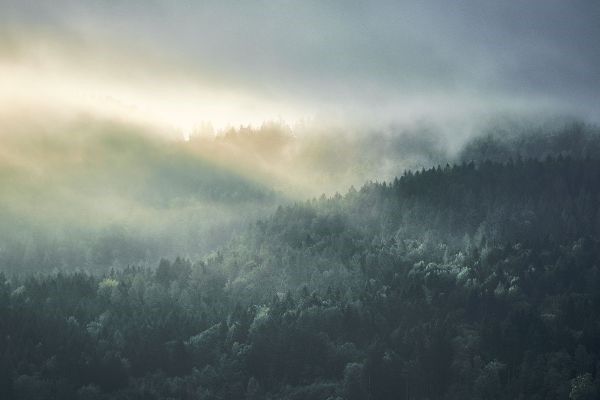 Waldlandschaft