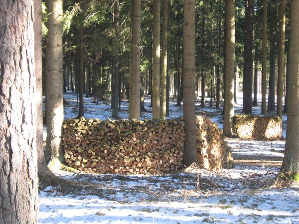 Holzstoß im Wald