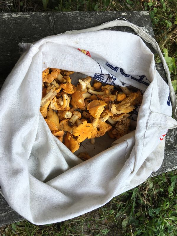 gesammelte Eierschwammerl in einem Stoffsackerl