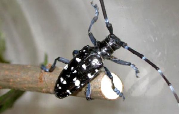 Asiatischer Laubholzbockkäfer 