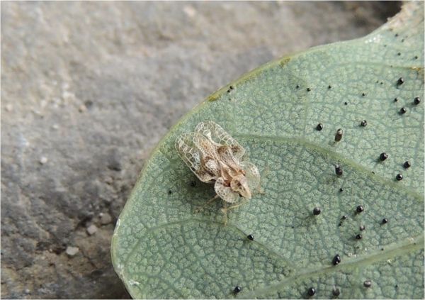 Eichennetzwanze Corythucha arcuata