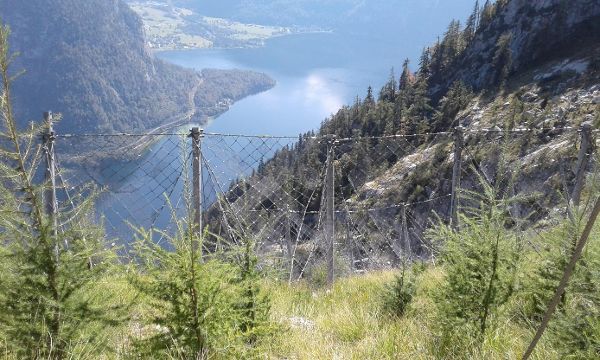 Lärchenverjüngung im Schutz der Anbruchsverbauung