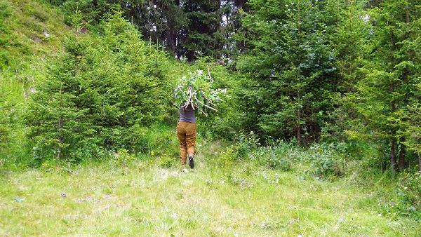 Person tragt Äste und Grünschnitt weg, der durch die Pflegemaßnahmen entstanden ist 