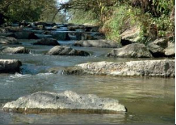 Fischwanderung