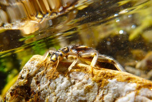 Das Bild zeigt die Larve einer Steinfliege. 