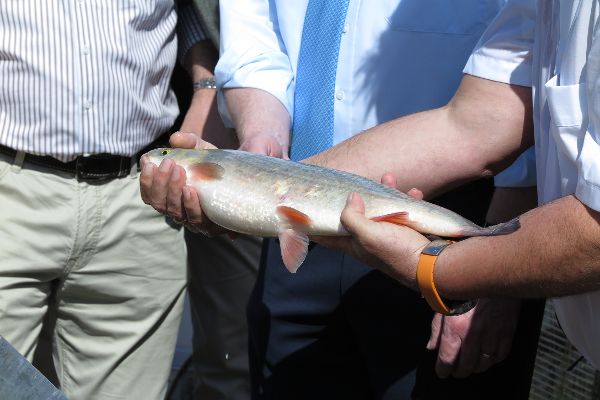 Ein Mann hält einen Fisch in seinen Händen