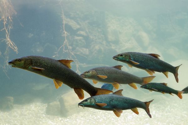 Barben-Fische