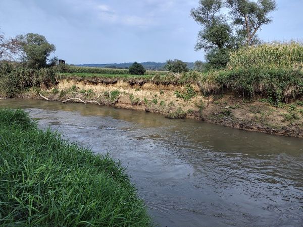 Maiskultur am Lafnitzufer
