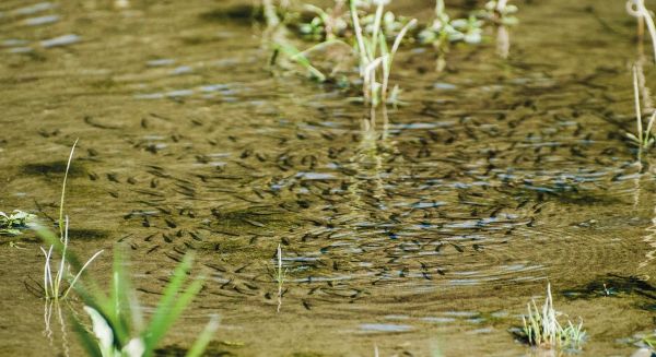 Jungfischschwarm Ottensheim-Wilhering