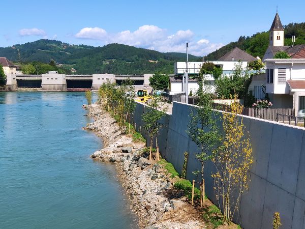 Hochwasserschutzmauer entlang der Drau mit initialer Bepflanzung
