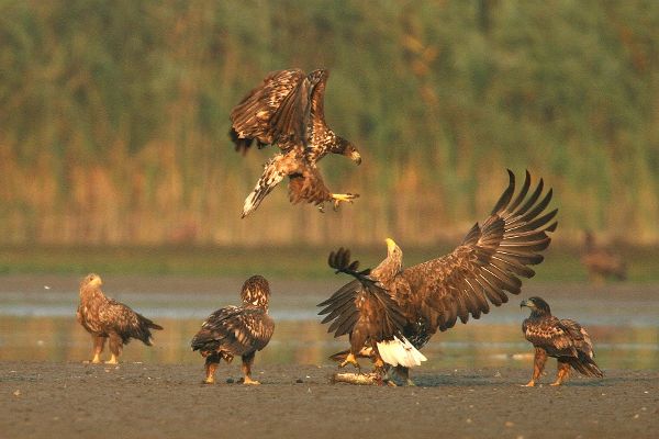 Seeadler im künftigen 5-Länder-Biosphärenpark
