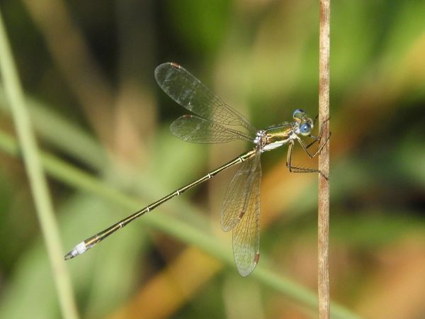 Libelle mit durchgehend metallisch gruener Faerbung