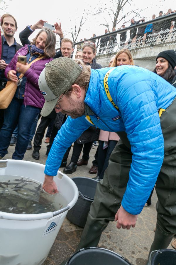 Störe werden in der Mur ausgesetzt