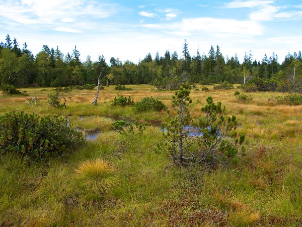 Landschaftsbild mit Nadelbaeumen, Graesern und Stellen von Mooren