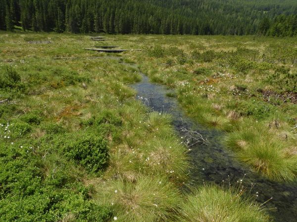 Sankt Lorenzener Hochmoor - Bereich aufgestauter Graben