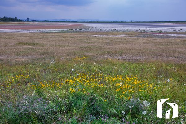 Lange Lacke am Neusiedlersee