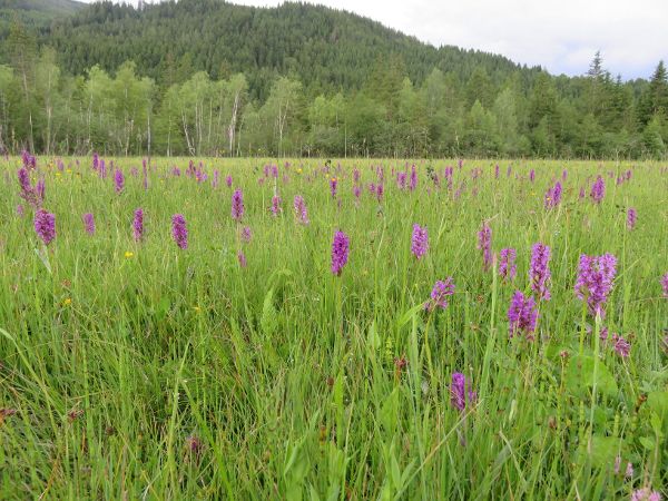 Orchideenwiese beim Hörfelder Moor