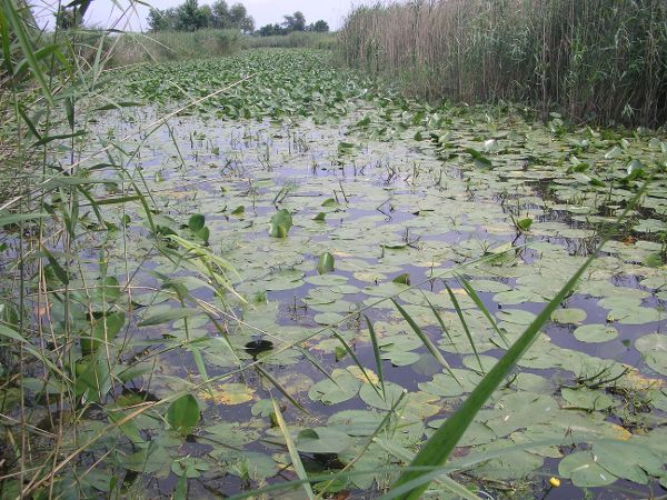 Seerosen in den Marchauen