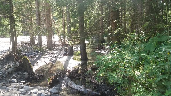 Anlaufbach - Wasserwald