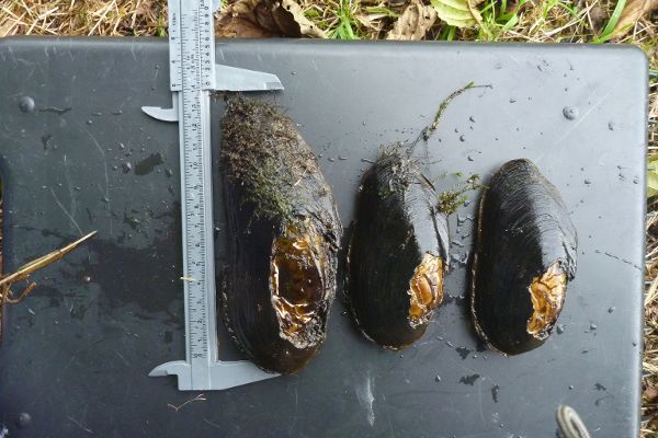 Flussperlmuscheln