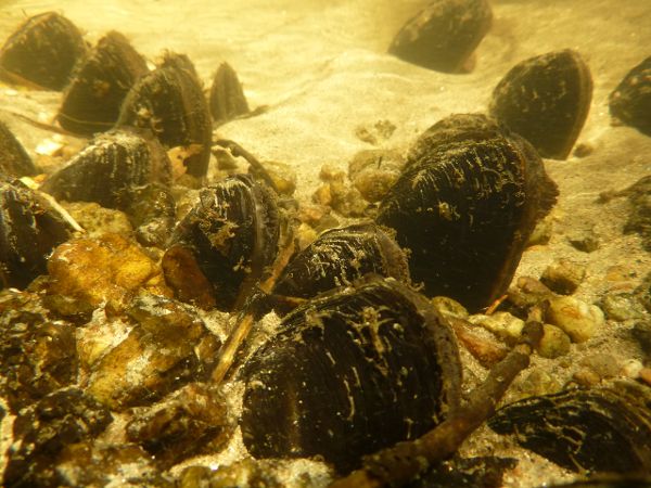 Flussperlmuscheln