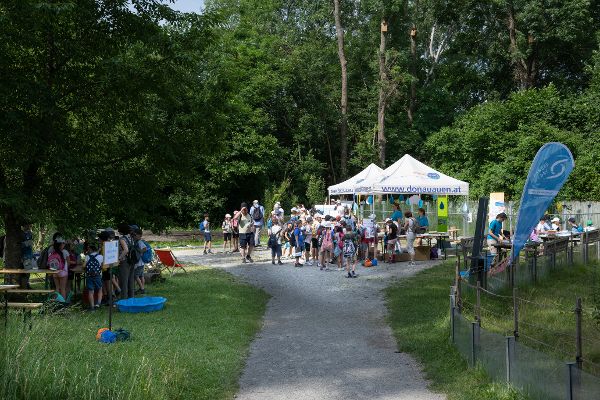 Durch Wiese und Gehölz geht ein Schotterweg, auf der linken und rechten Seite sind Danube Day-Stände auf der Schlossinsel Orth im Nationalpark Donauauen zu sehen