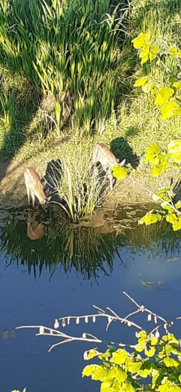 Rehkitz am Wasser