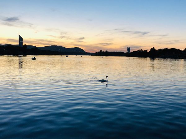 Zu sehen ist ein Gewässer mit einem schwimmenden Schwan und im Hintergrund eine Stadt