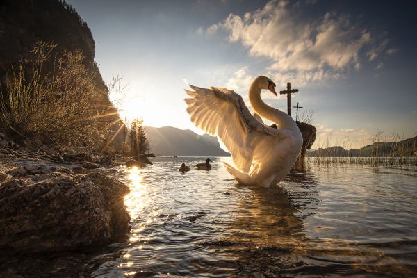 Zweiter Platz des Fotowettbewerbs mit dem Foto Schwanensee.