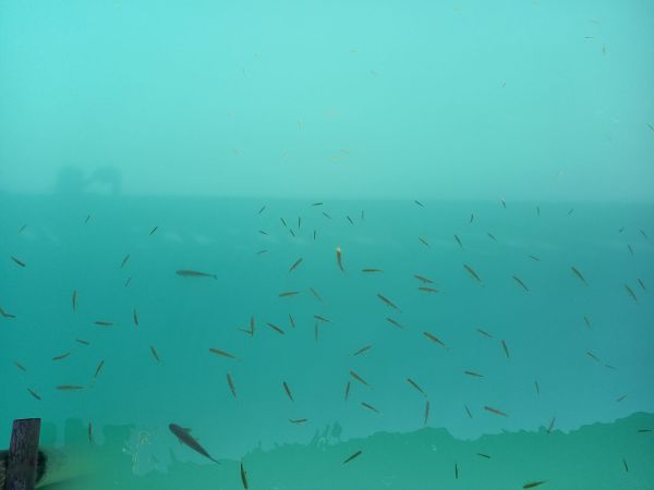 "Unterwasserwelt"